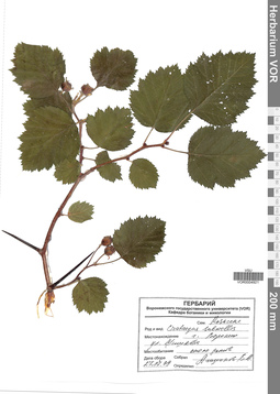 VOR 0004921