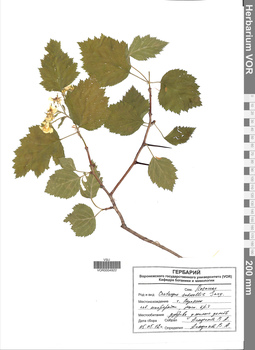 VOR 0004922
