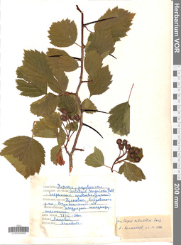 VOR 0004923