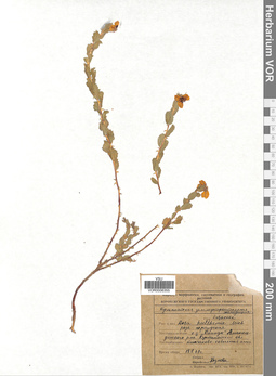VOR 0006355