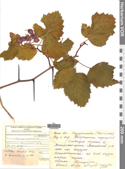 VOR 0004924