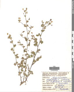 VOR 0008952