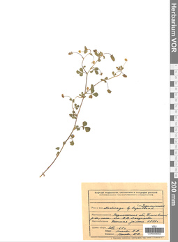 VOR 0008953
