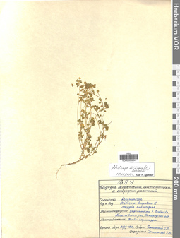 VOR 0008964