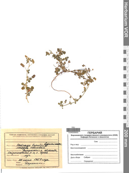 VOR 0008955