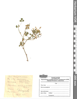 VOR 0008956