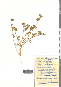 VOR 0008966