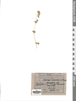 VOR 0008967
