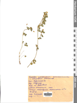 VOR 0008960