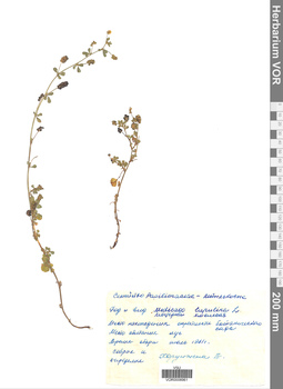 VOR 0008961