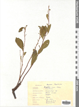 VOR 0006419