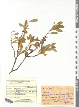 VOR 0006420
