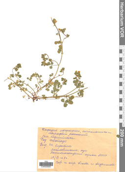 VOR 0008963