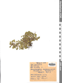 VOR 0009137