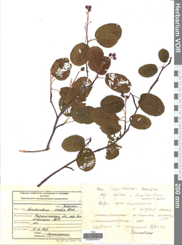 VOR 0004814