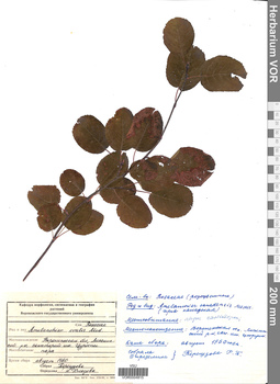 VOR 0004815