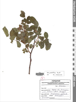 VOR 0006350