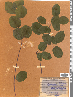 VOR 0004816