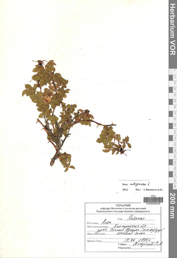 VOR 0006248
