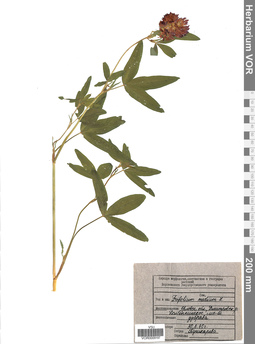 VOR 0009197