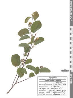 VOR 0004817