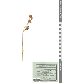 VOR 0009283