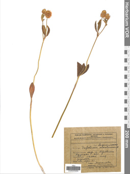 VOR 0009284