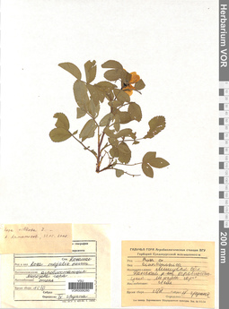 VOR 0006280