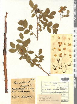 VOR 0006283