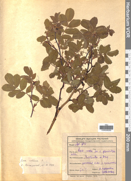 VOR 0006285