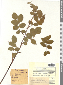 VOR 0006286