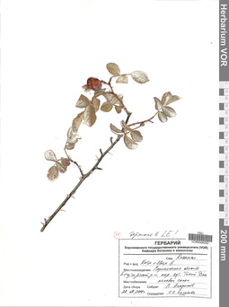VOR 0006292
