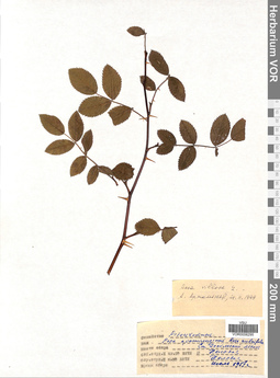 VOR 0006295