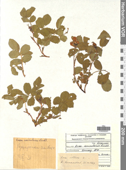 VOR 00062301