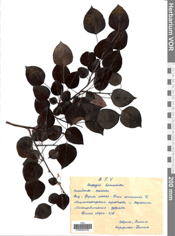 VOR 0004756