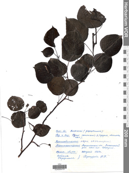 VOR 0004757