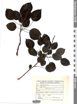 VOR 0004758