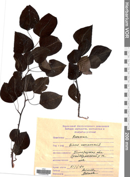 VOR 0004759
