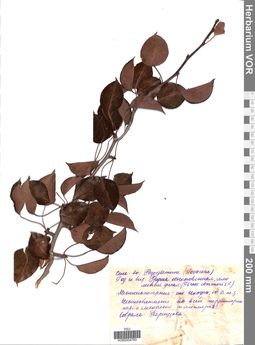 VOR 0004760