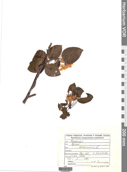 VOR 0004762