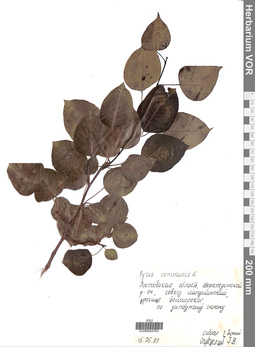VOR 0004763