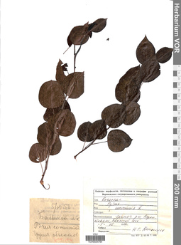 VOR 0004764