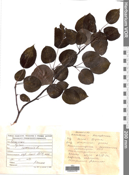 VOR 0004765