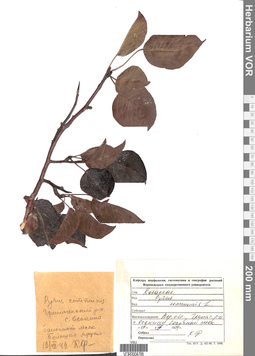 VOR 0004766