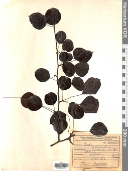 VOR 0004767