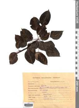 VOR 0004770