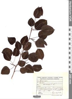 VOR 0004772