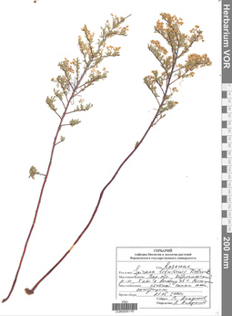 VOR 0005176