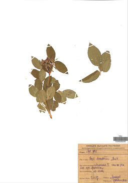 VOR 0006249