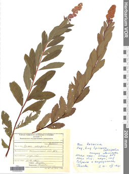 VOR 0004654